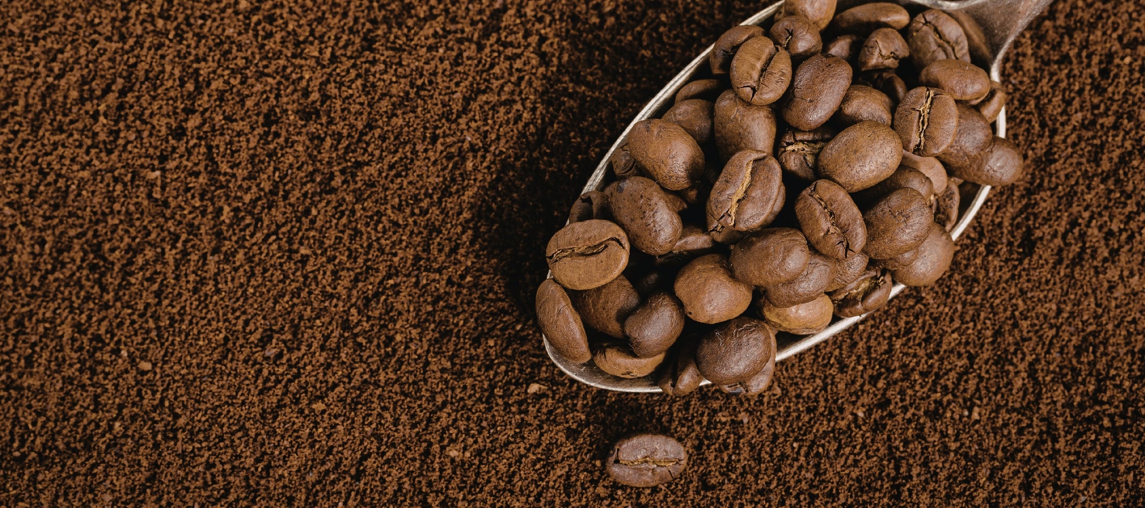Spoonful of coffee beans on a bed of ground coffee